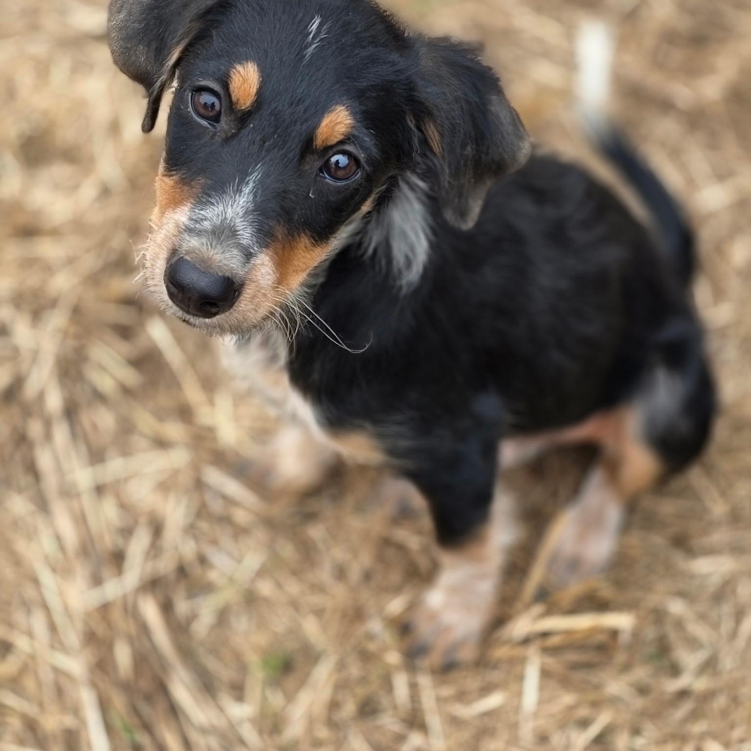 Enlarge Dixie, a Adoptable mixed breed in Anderson, SC image 2/4