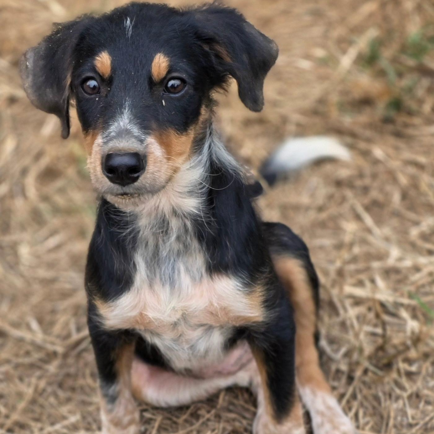 Enlarge Dixie, a Adoptable mixed breed in Anderson, SC image 4/4