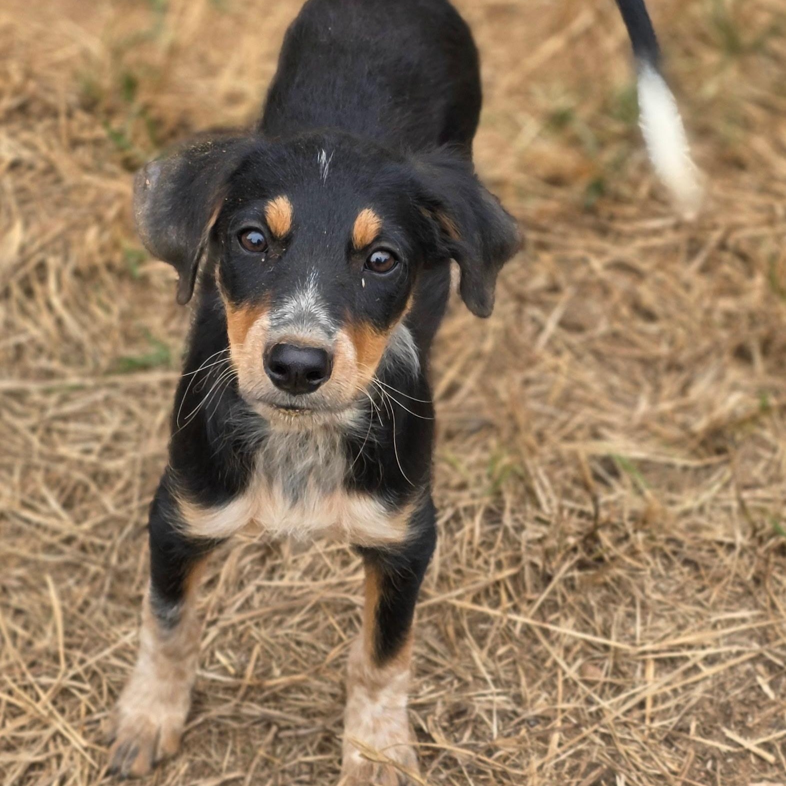 Enlarge Dixie, a Adoptable mixed breed in Anderson, SC image 3/4