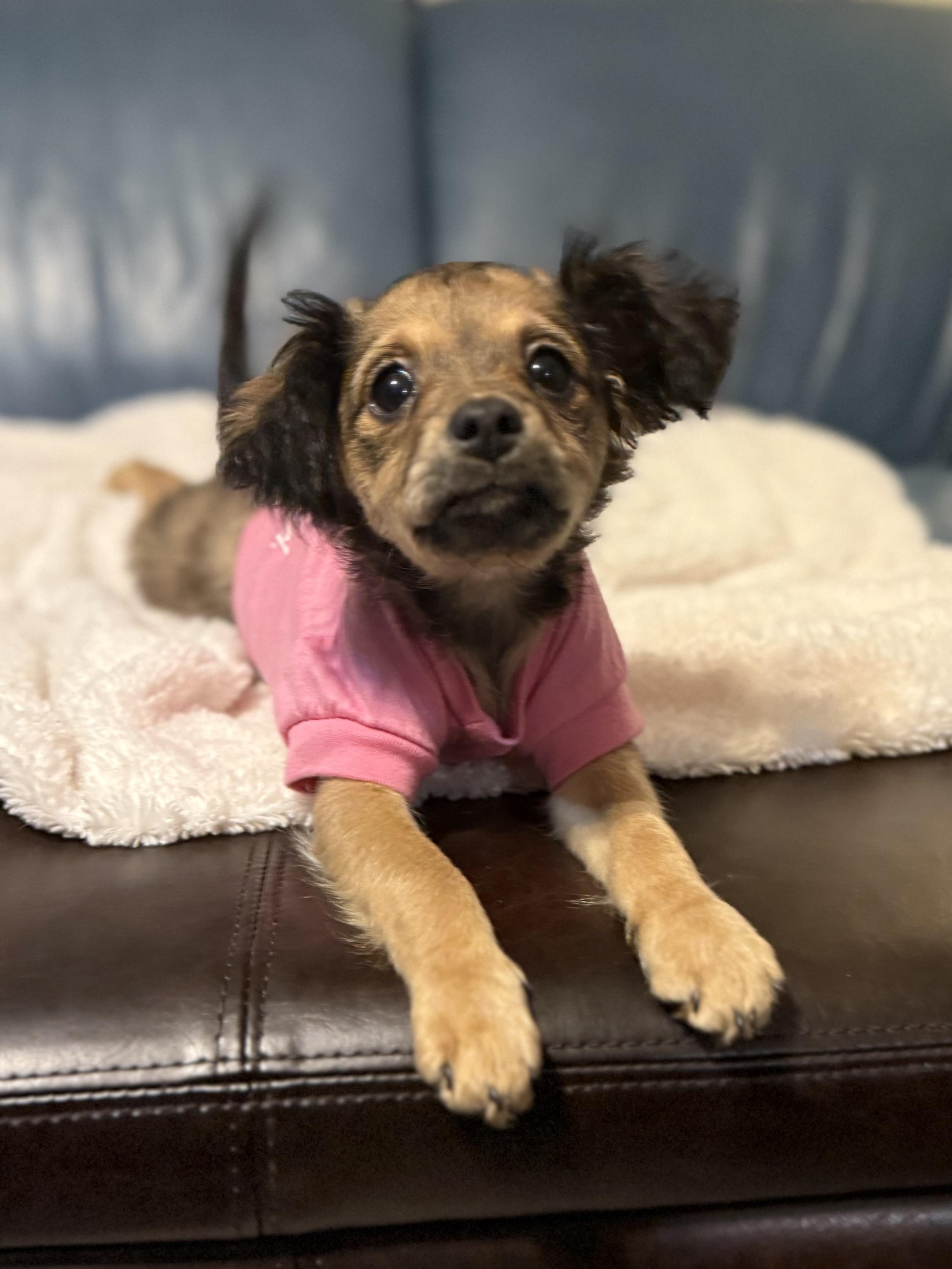 Enlarge Paisley, a Adoptable mixed breed in Milldale, CT image 5/6