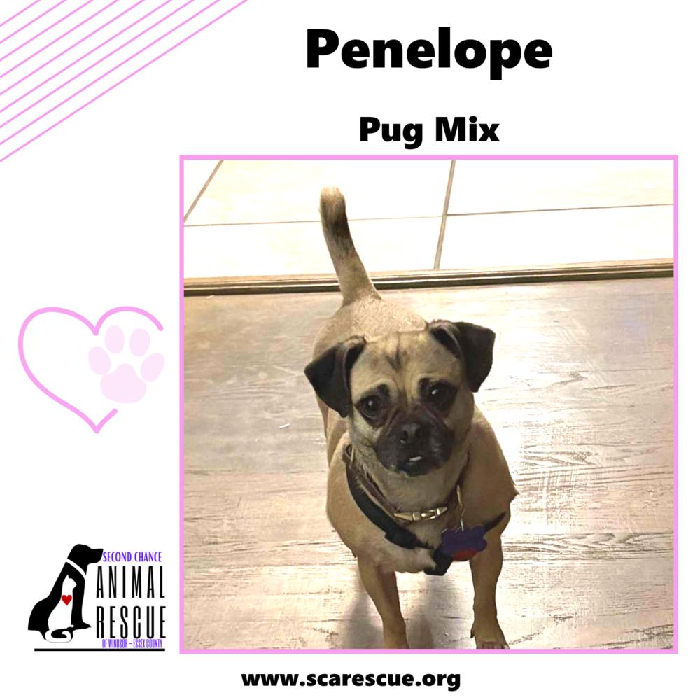 Penelope, a Adoptable mixed breed in Windsor, ON image 1/6