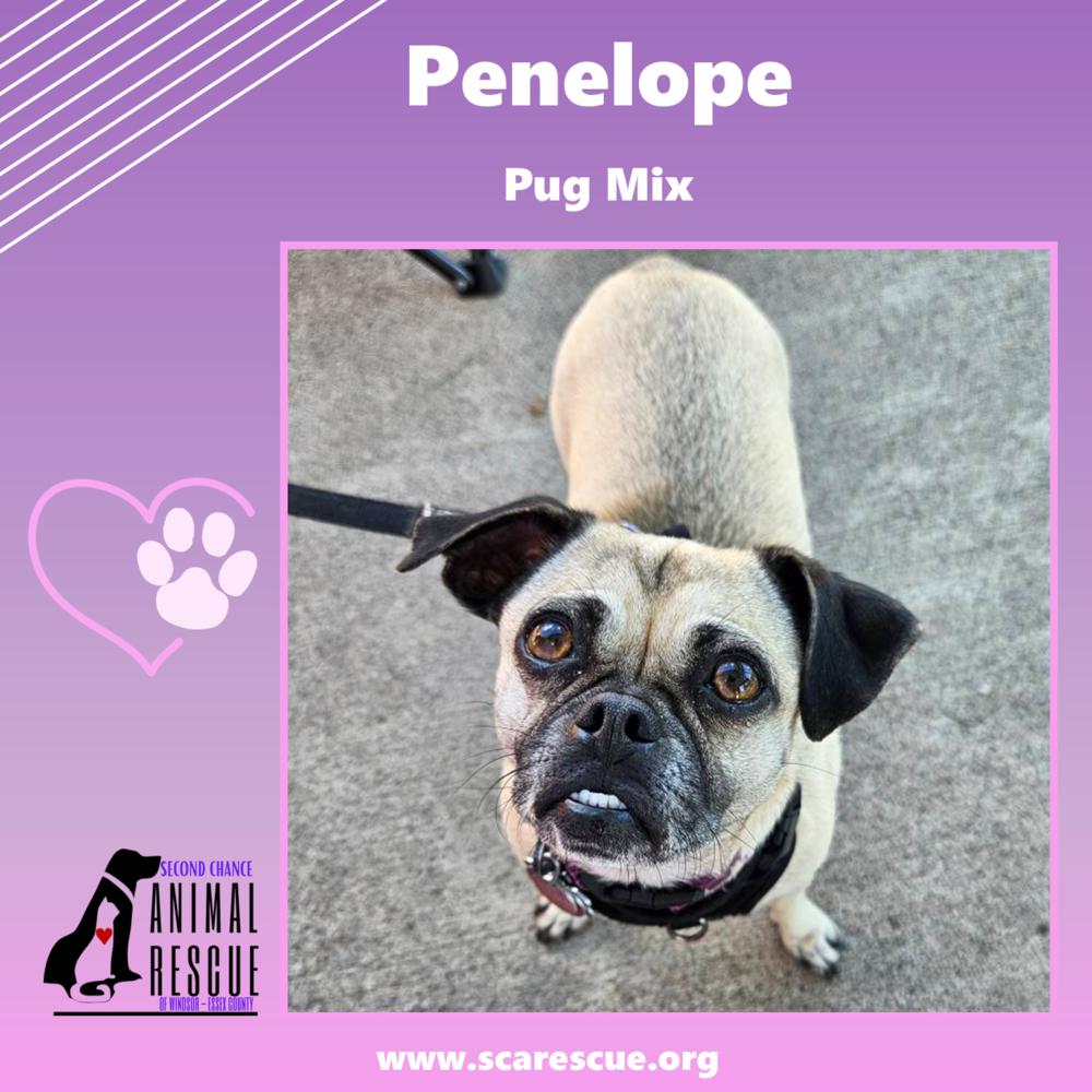 Penelope, Adoptable, Young Female Pug.