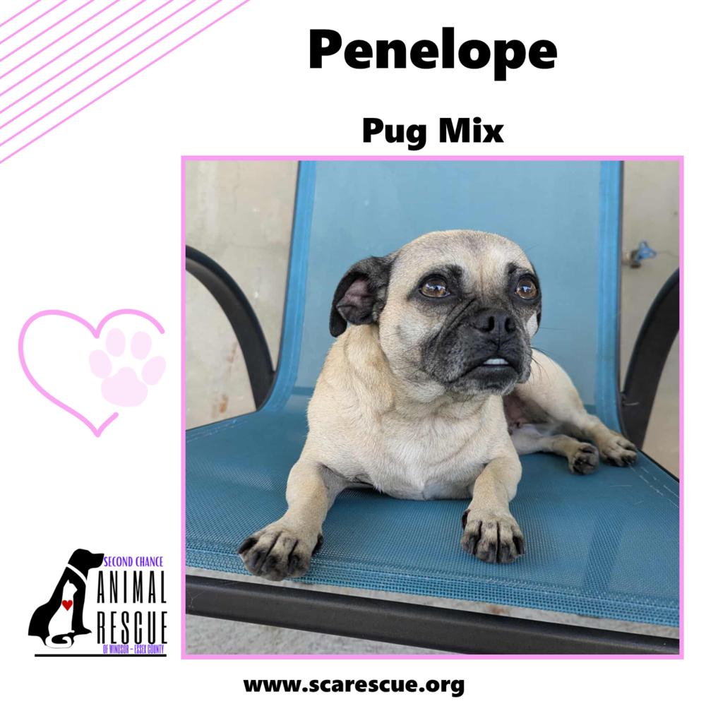 Penelope, a Adoptable mixed breed in Windsor, ON image 3/6