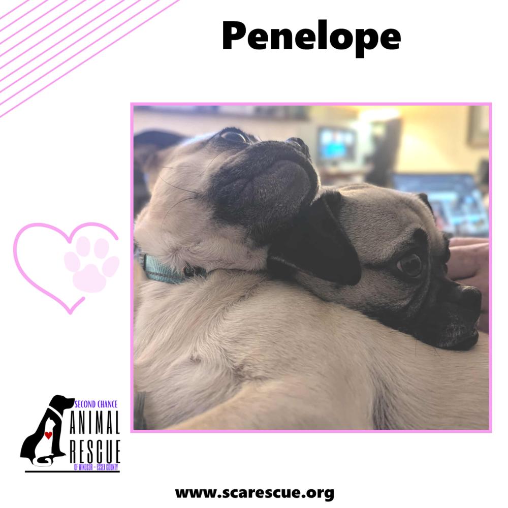 Penelope, a Adoptable mixed breed in Windsor, ON image 4/6