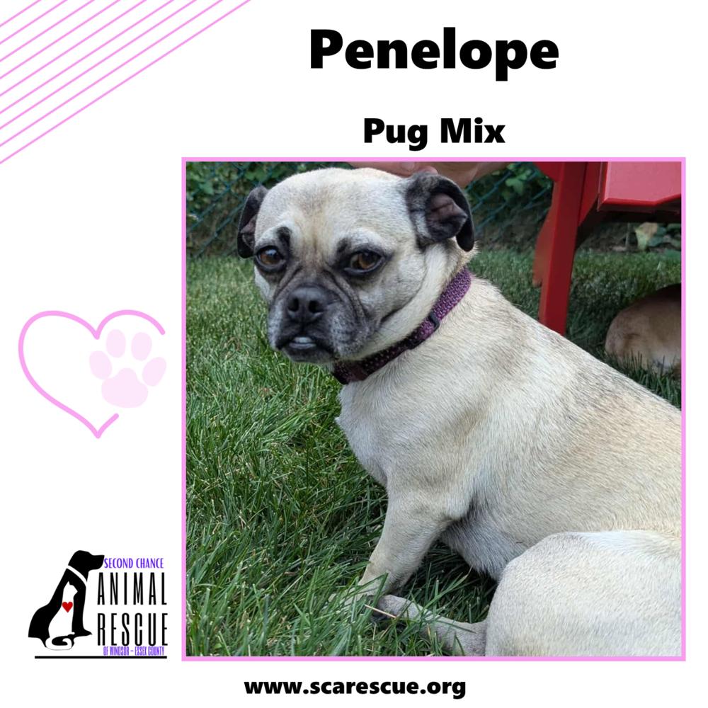 Penelope, a Adoptable mixed breed in Windsor, ON image 5/6