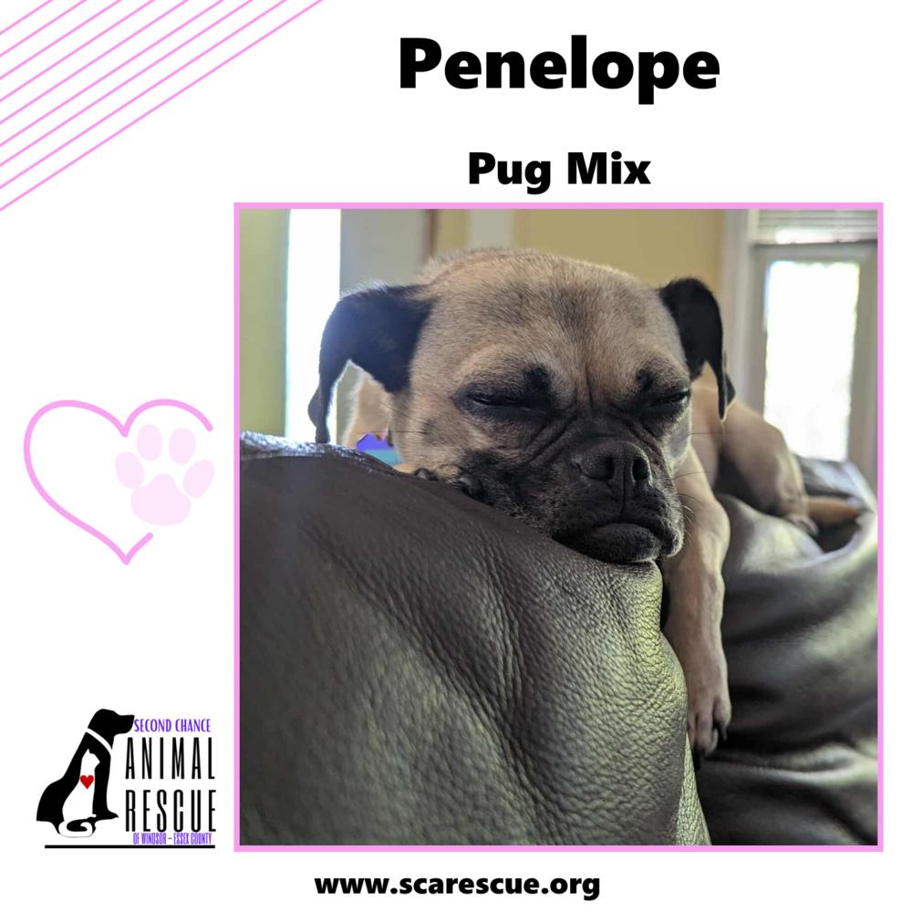 Penelope, a Adoptable mixed breed in Windsor, ON image 6/6