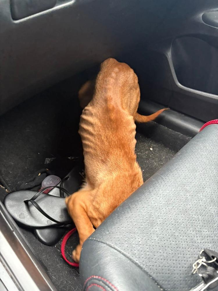 Collins, Adoptable, Adult Female Dachshund & Pit Bull Terrier.