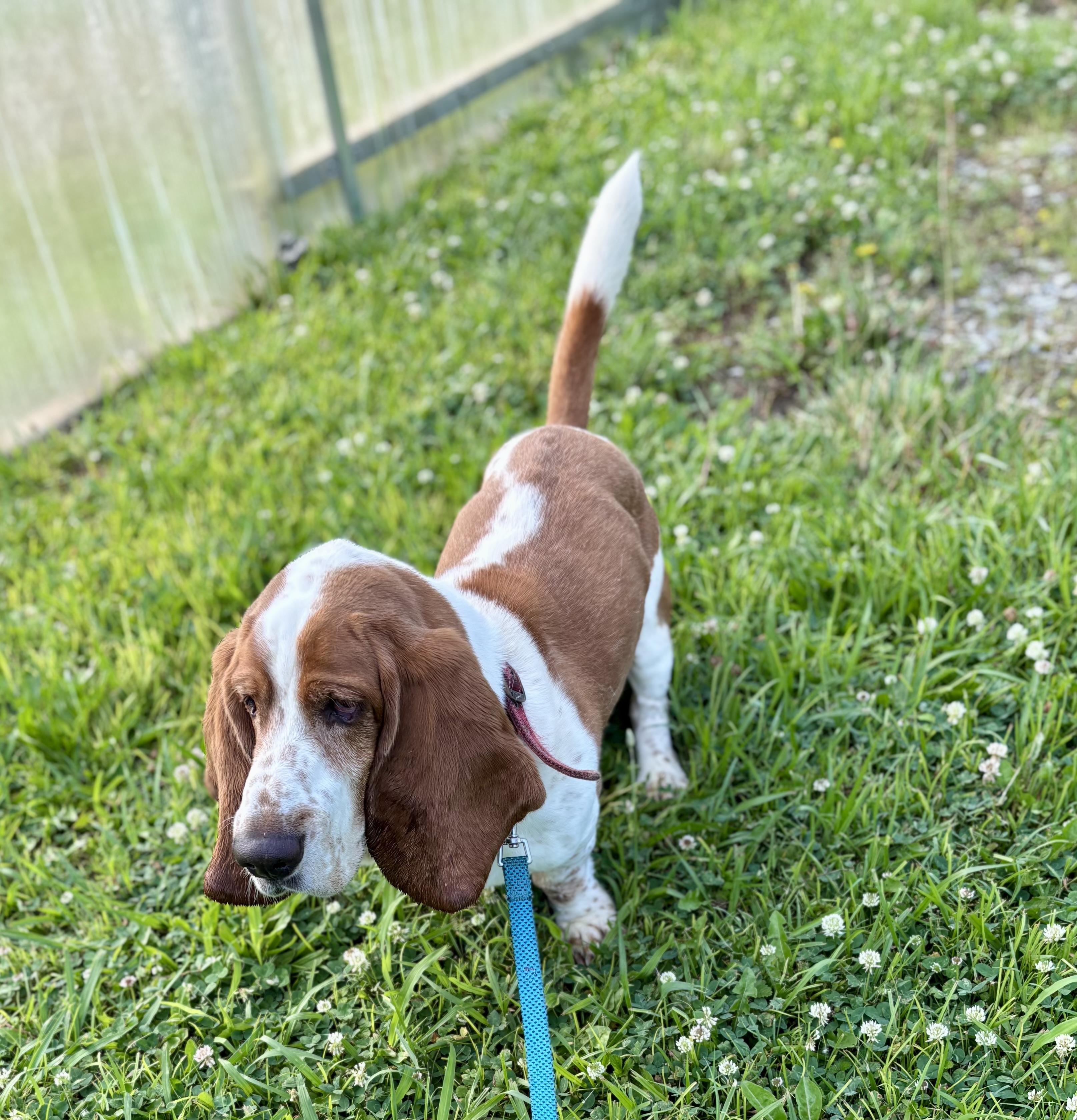 Enlarge REED, an adopted Basset Hound in Owensboro, KY image 2/5