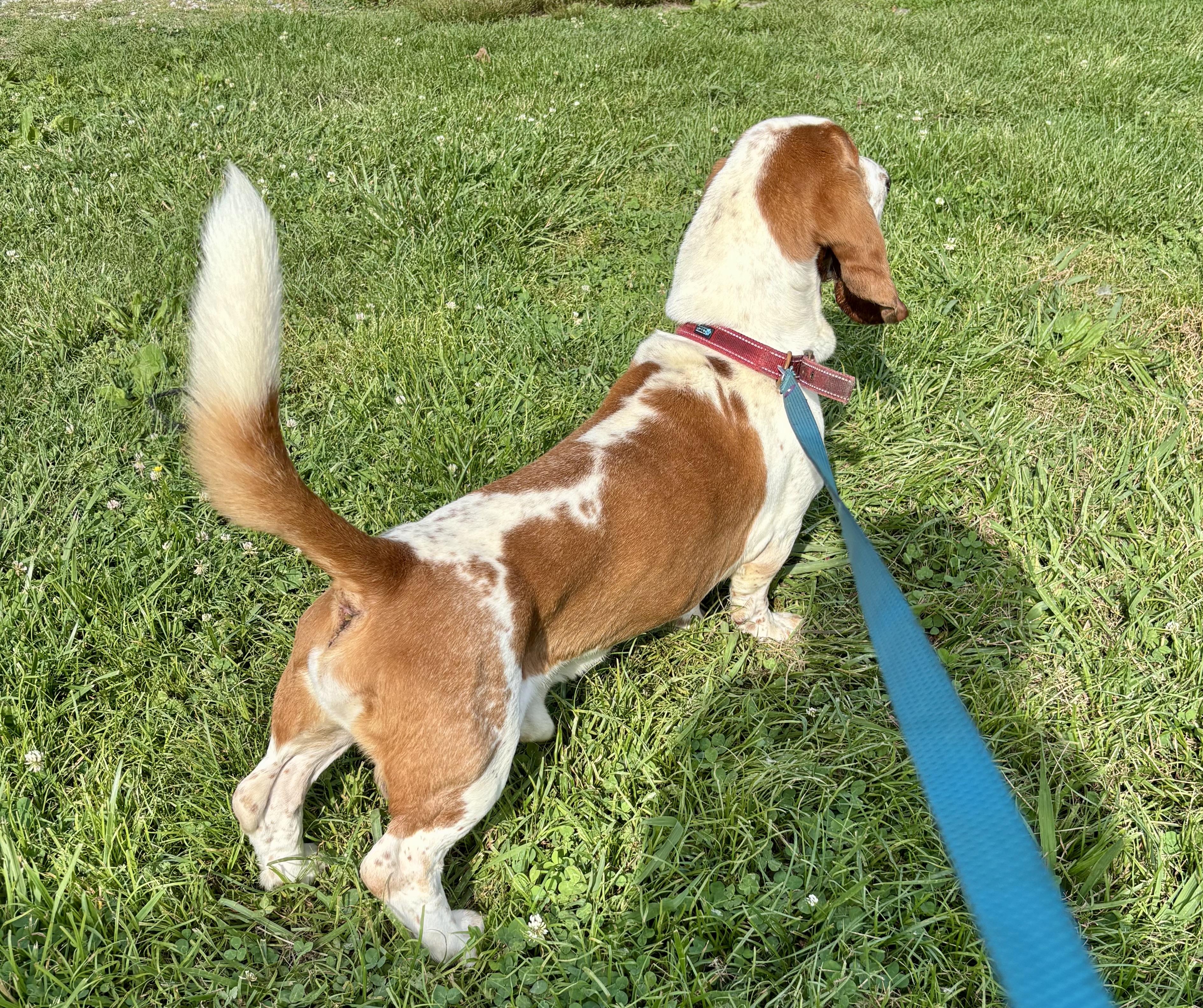 Enlarge REED, an adopted Basset Hound in Owensboro, KY image 5/5
