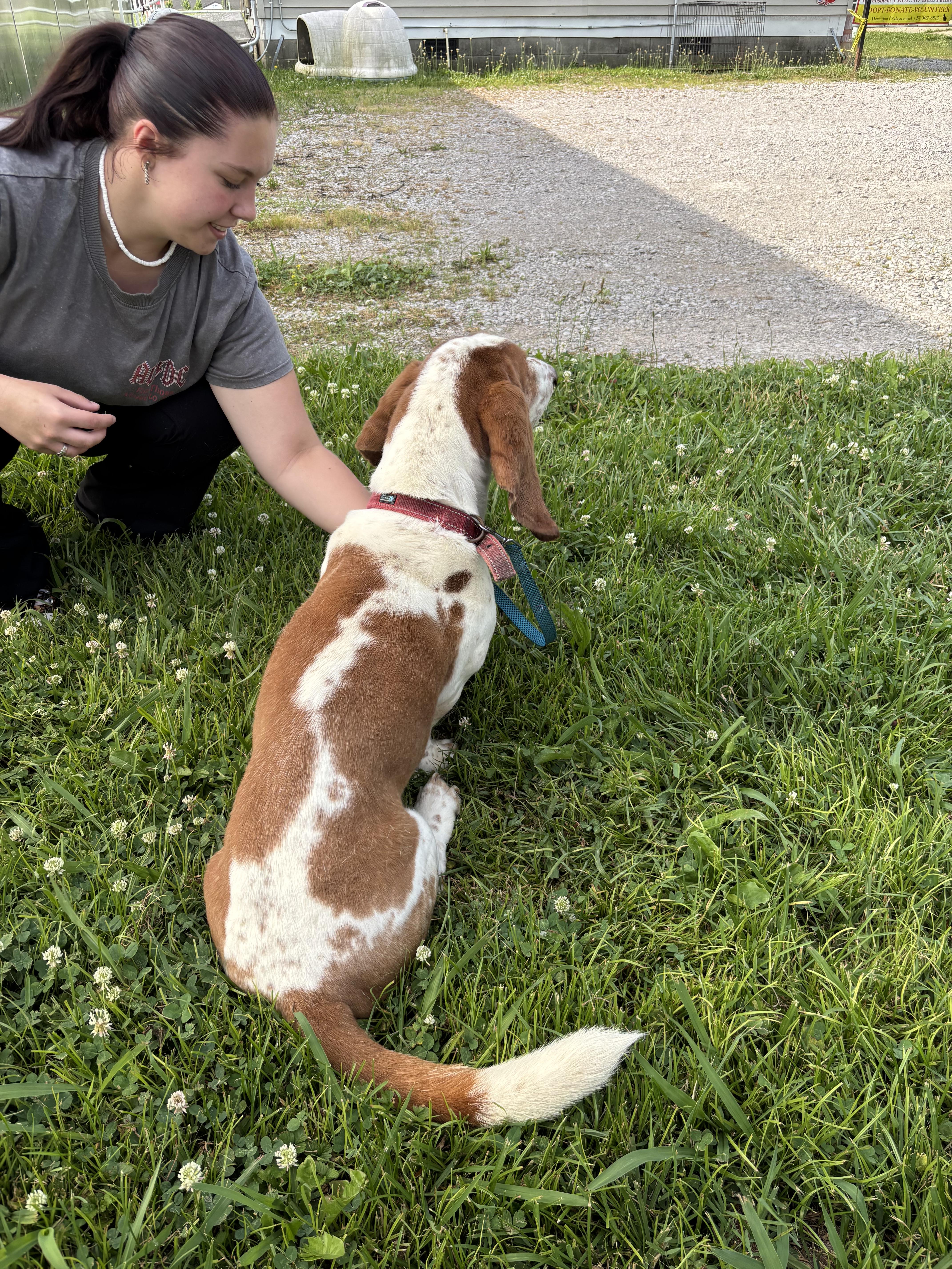 Enlarge REED, an adopted Basset Hound in Owensboro, KY image 3/5