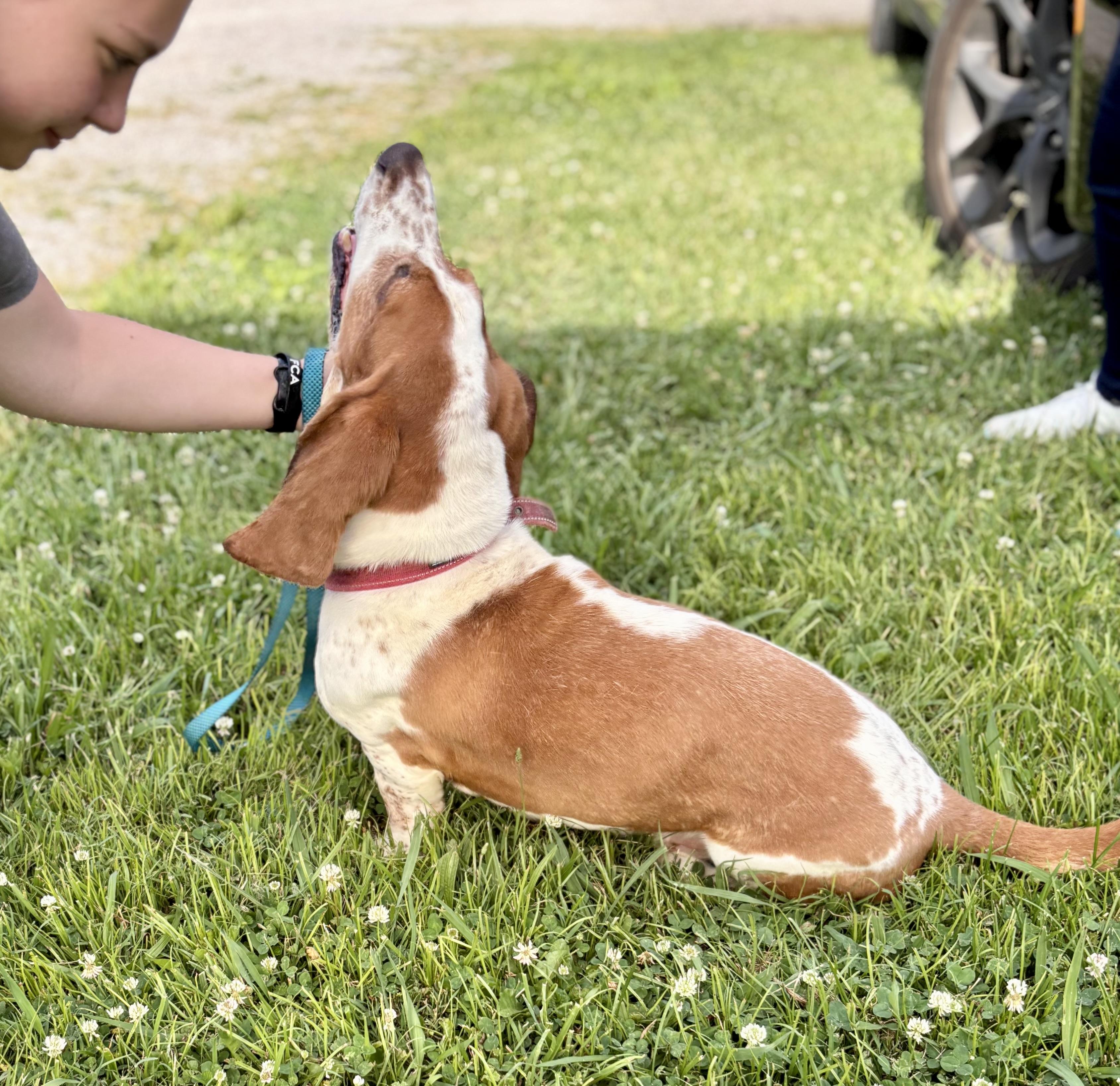 Enlarge REED, an adopted Basset Hound in Owensboro, KY image 4/5
