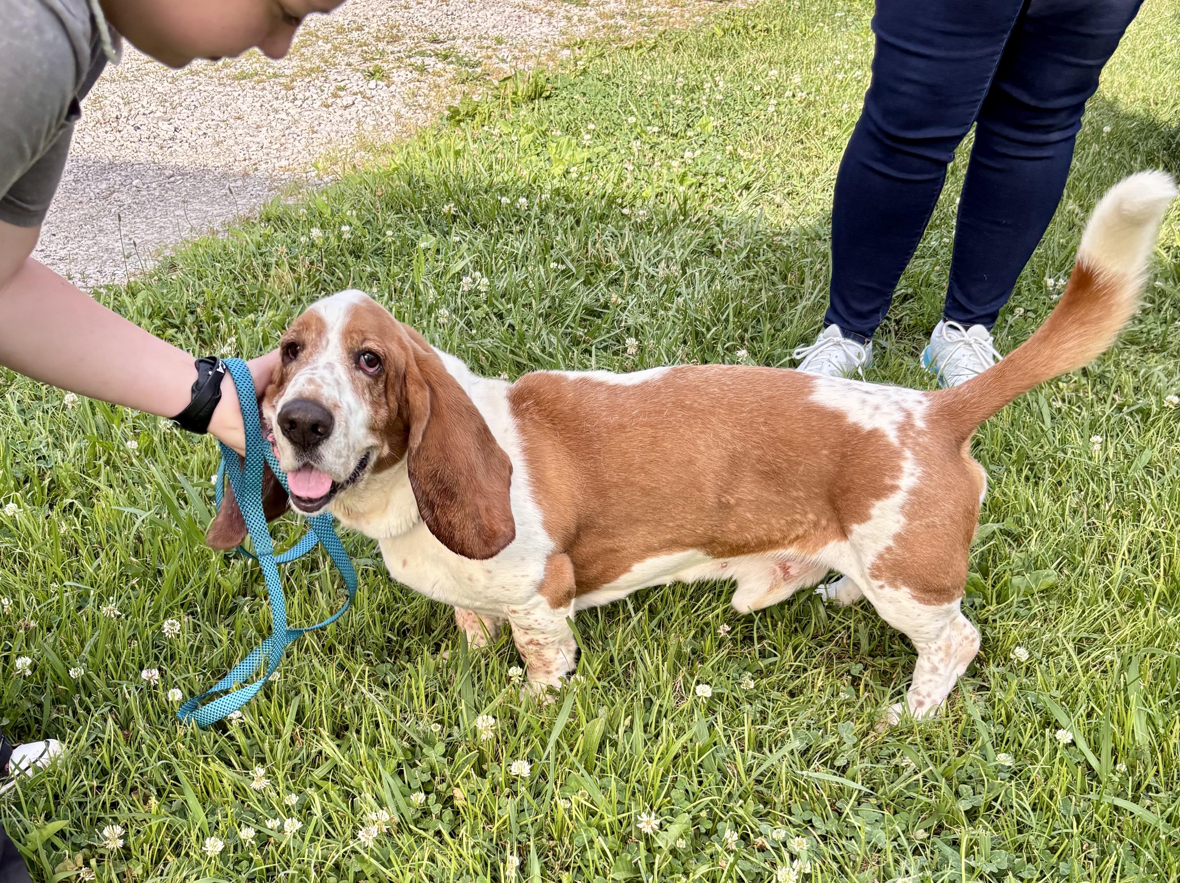 REED, adopted, Adult Male Basset Hound.