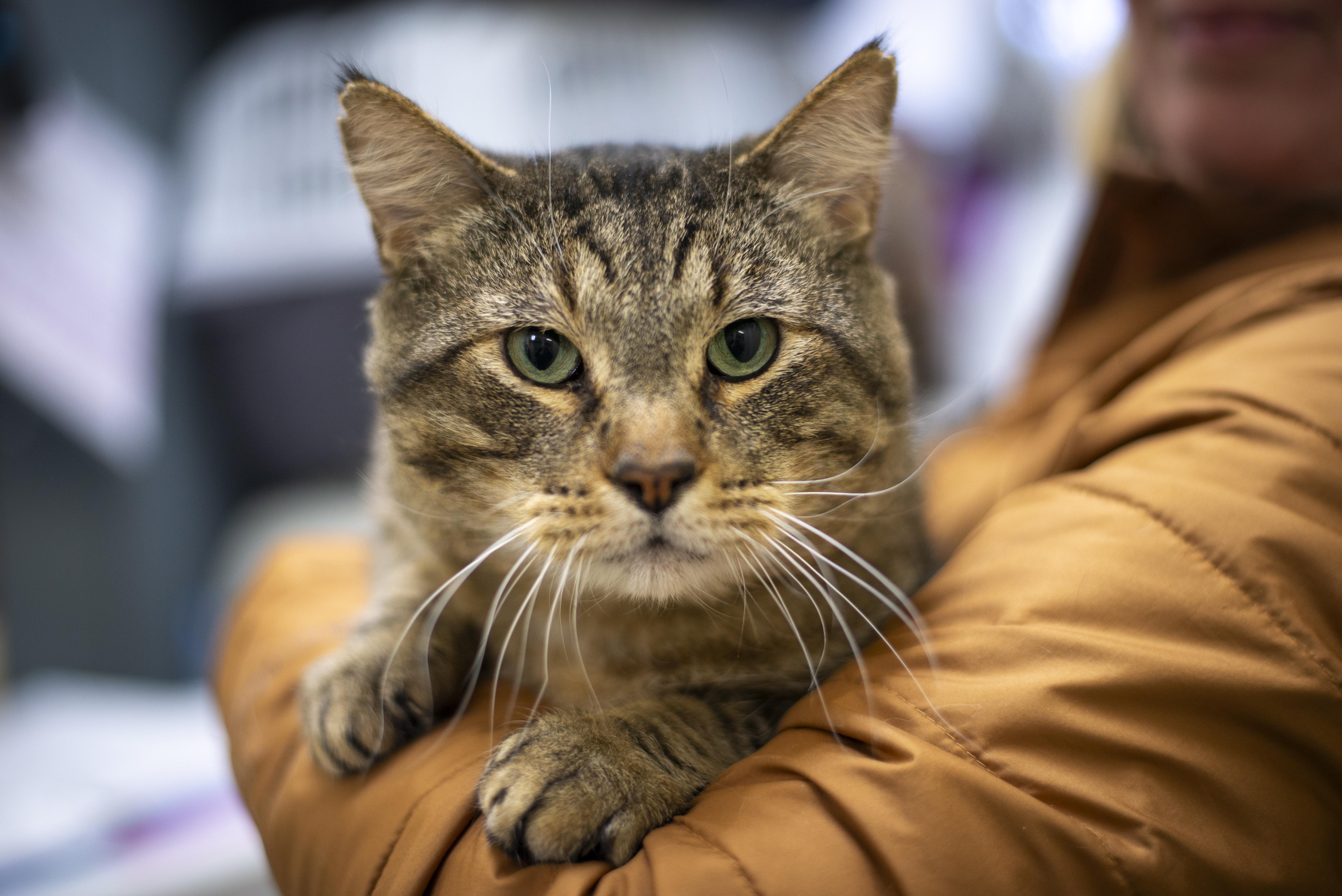 Enlarge Hannibal, a ADOPTABLE Domestic Short Hair in Gunnison, CO image 1/2