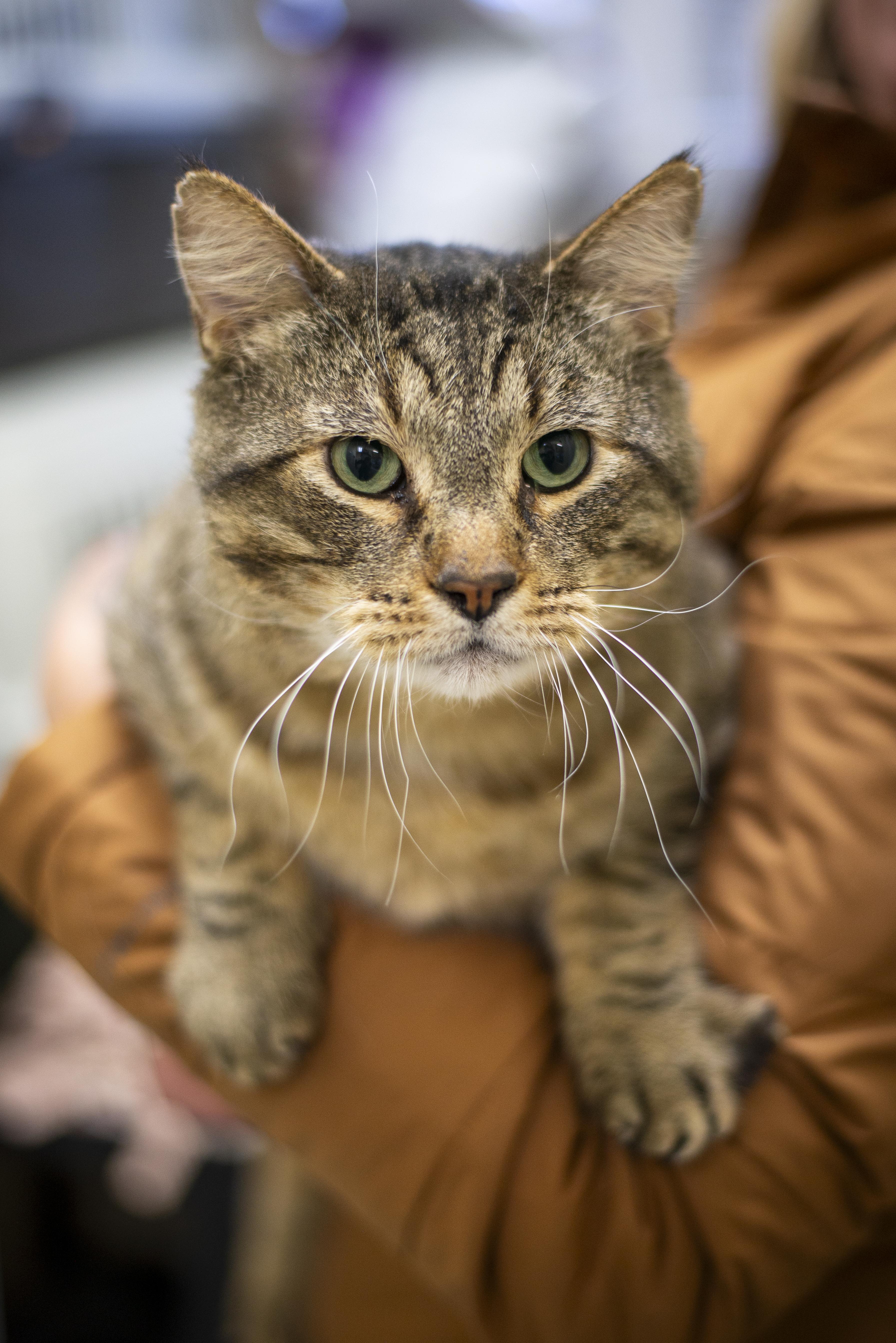 Enlarge Hannibal, a ADOPTABLE Domestic Short Hair in Gunnison, CO image 2/2