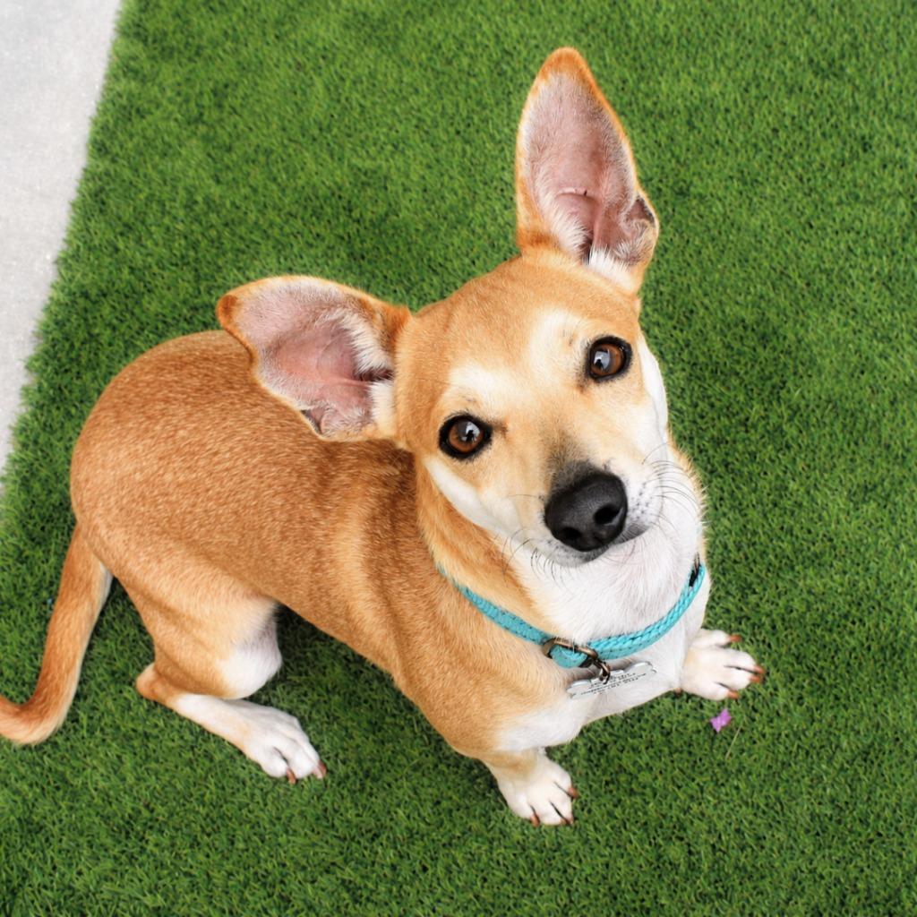 Suzi, Adopted, Young Female Chihuahua.
