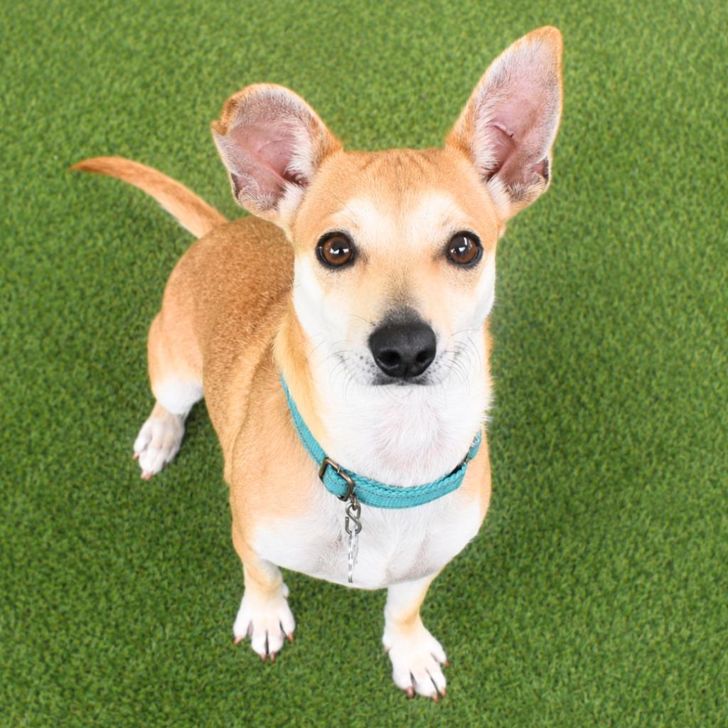 Suzi, a Adopted mixed breed in Saint Petersburg, FL image 2/2
