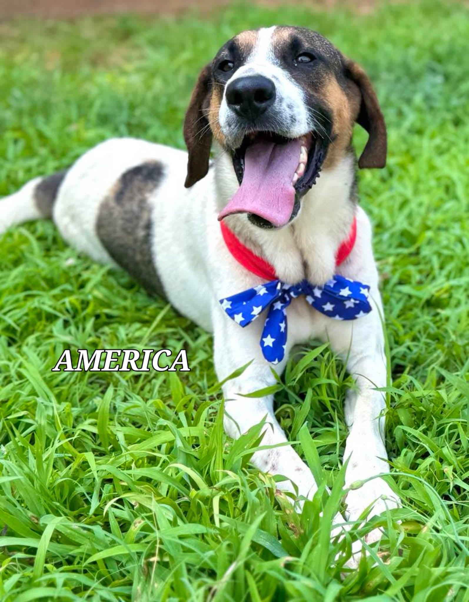 Enlarge America, a ADOPTABLE mixed breed in Monroe, NC image 2/3