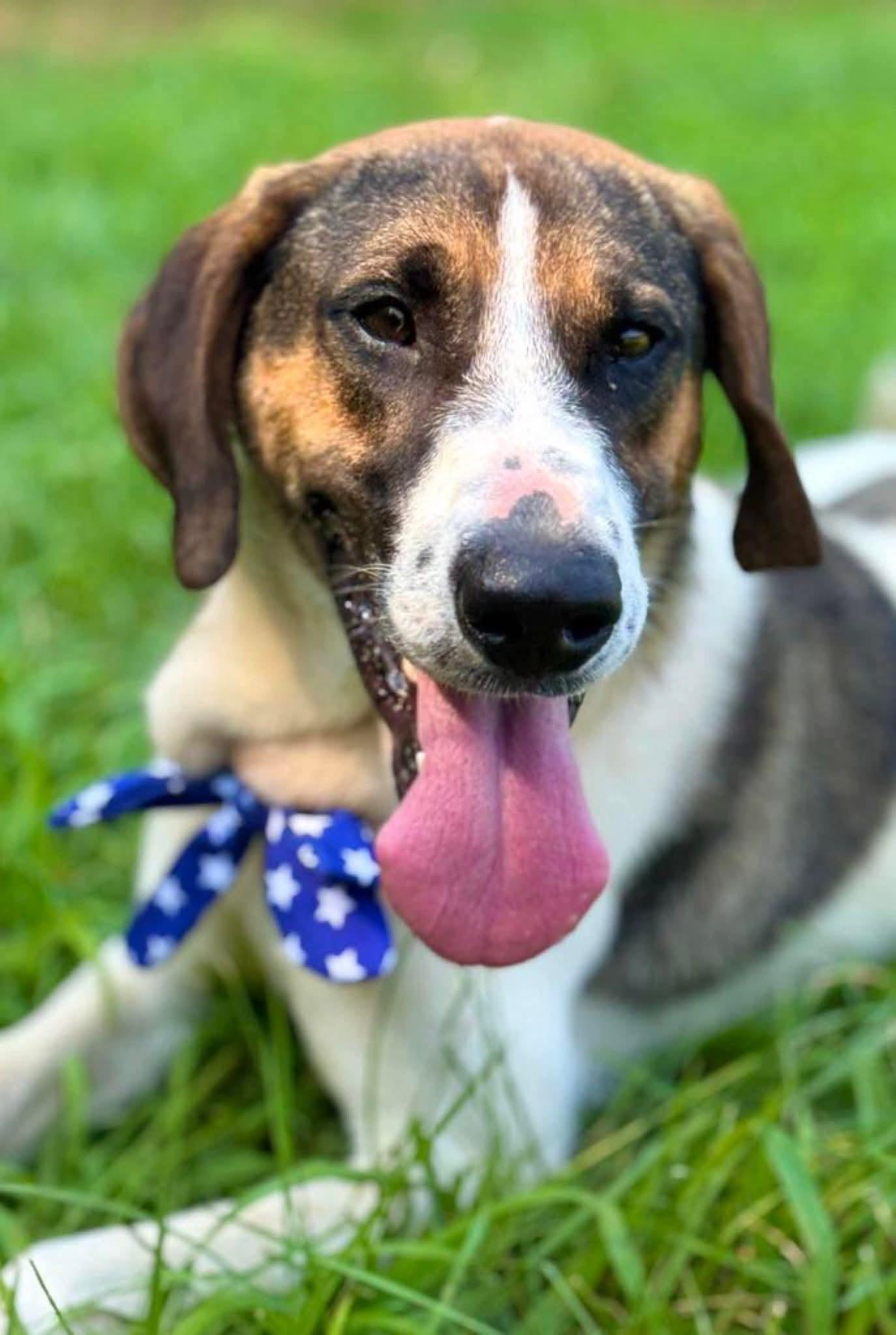 America, ADOPTABLE, Adult Female Hound.