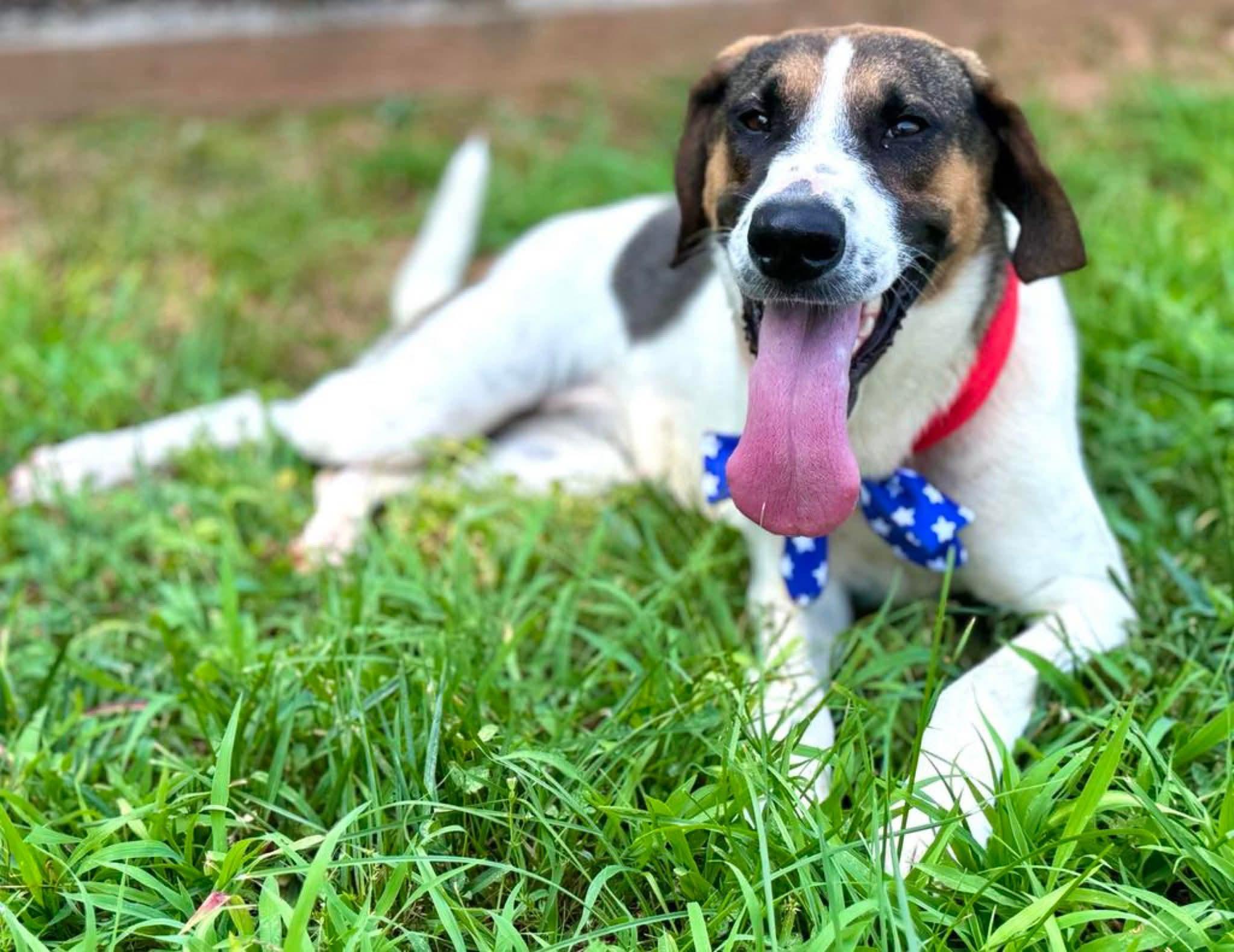 Enlarge America, a ADOPTABLE mixed breed in Monroe, NC image 3/3
