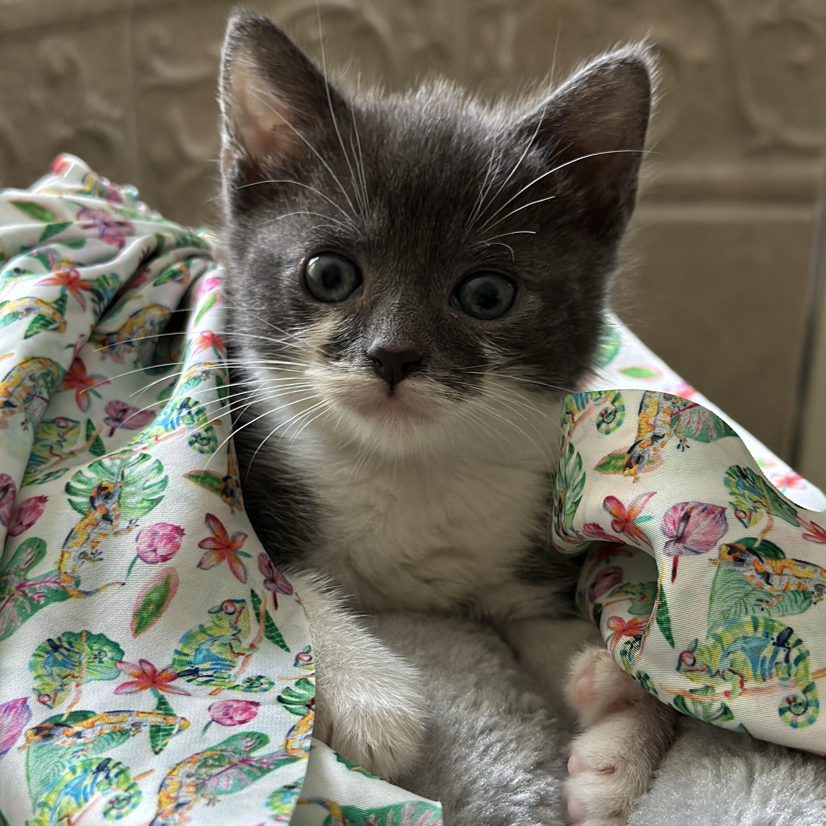 Hera (Polydactyls+), Baby Female Domestic Short Hair