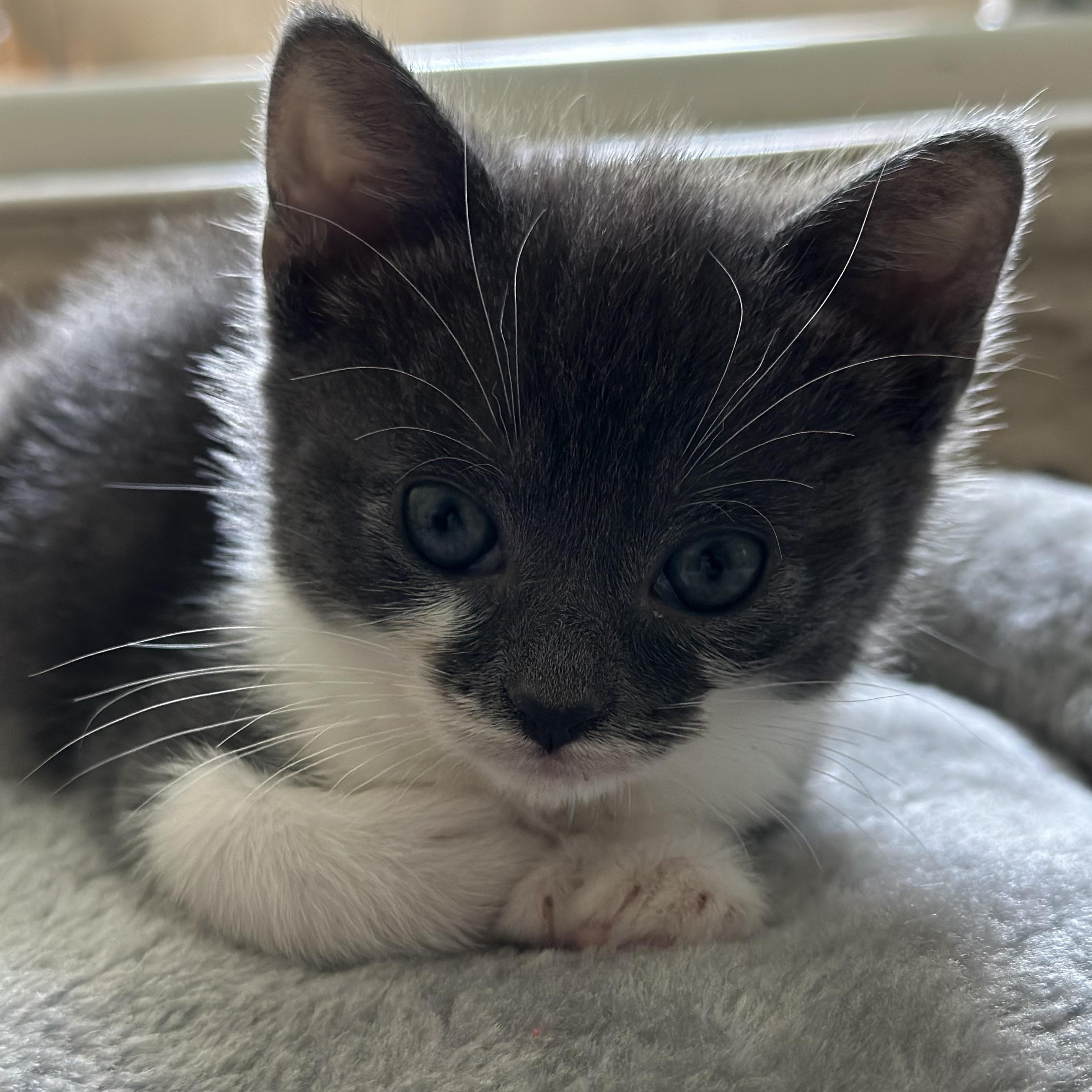 Hera (Polydactyls+) photo 3