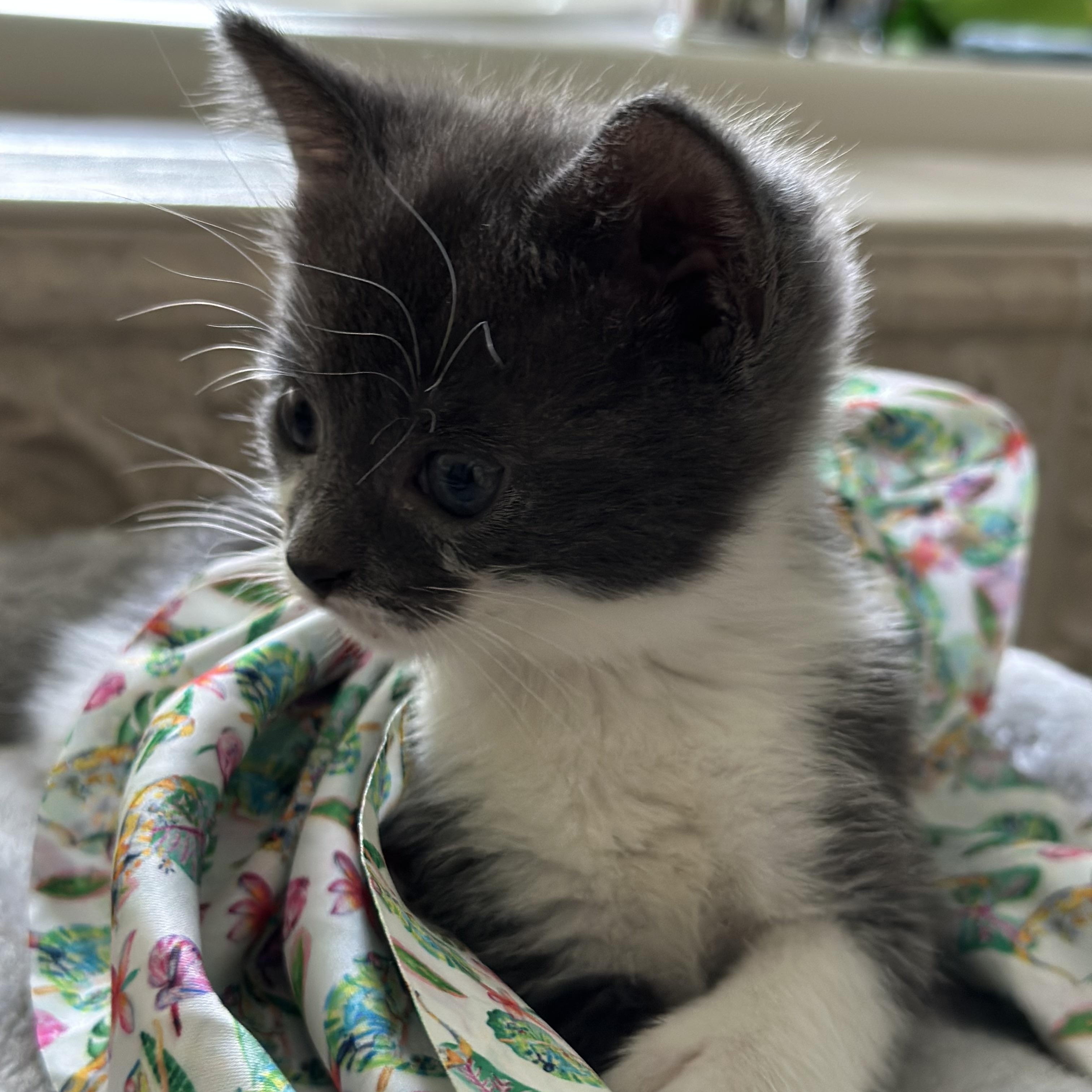 Hera (Polydactyls+) photo 2