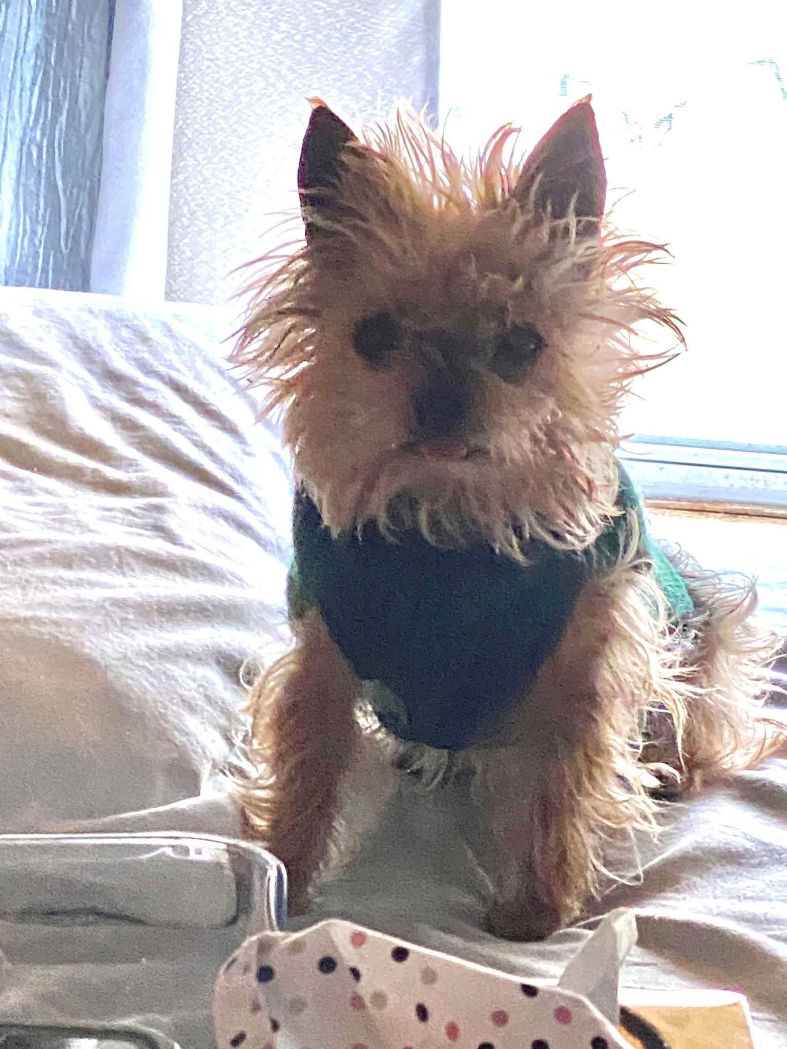 Cooper, a Adopted Yorkshire Terrier in Toney, AL image 2/6
