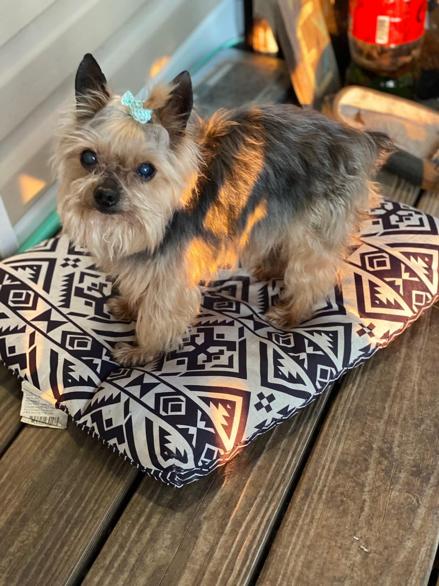 Cooper, a Adopted Yorkshire Terrier in Toney, AL image 4/6