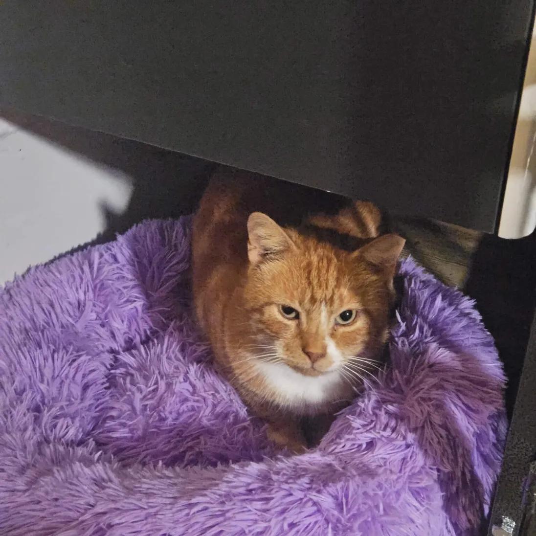 Enlarge Teddy, a Adoptable Domestic Short Hair in Weehawken, NJ image 2/6