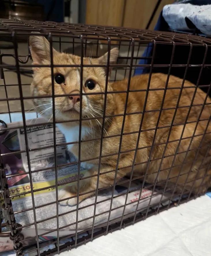 Enlarge Teddy, a Adoptable Domestic Short Hair in Weehawken, NJ image 4/6