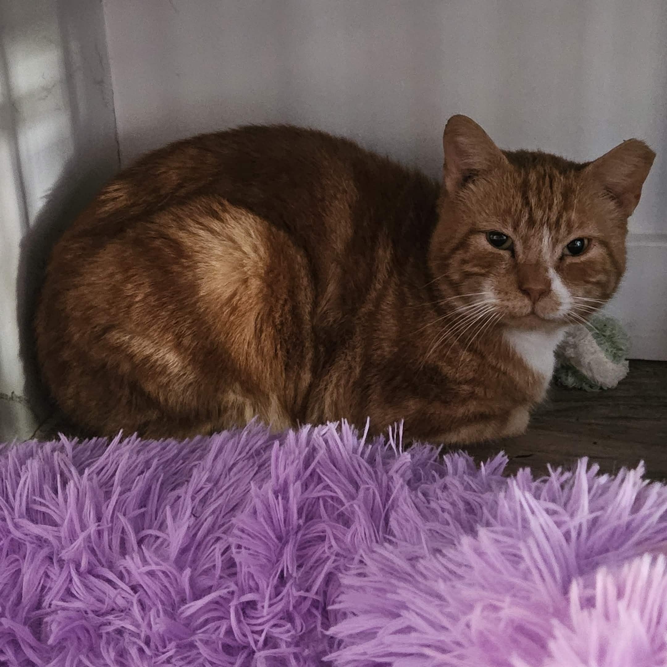 Teddy, Adoptable, Adult Male Domestic Short Hair.