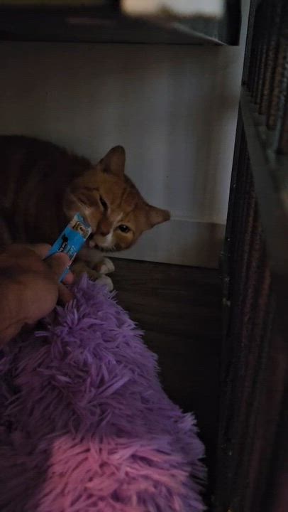 Enlarge Teddy, a Adoptable Domestic Short Hair in Weehawken, NJ video 6/6