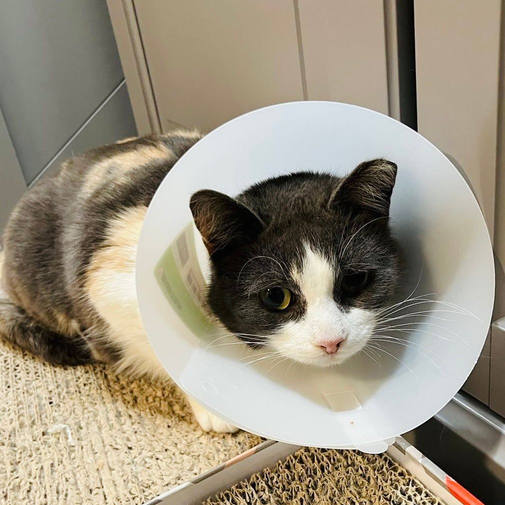 Mimi, Adoptable, Young Female Domestic Short Hair.