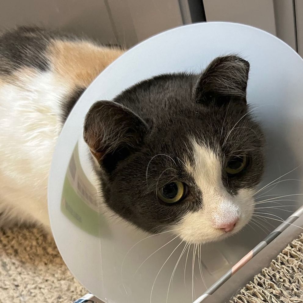 Enlarge Mimi, a Adoptable mixed breed in Toronto, ON image 2/12