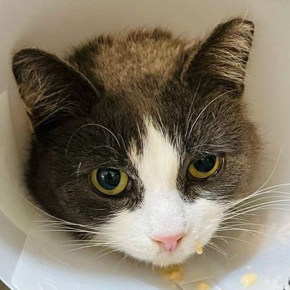 Enlarge Mimi, a Adoptable mixed breed in Toronto, ON image 3/12