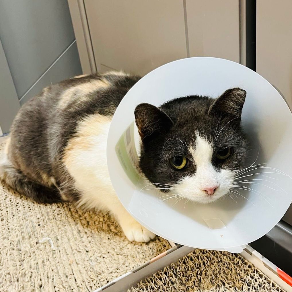 Enlarge Mimi, a Adoptable mixed breed in Toronto, ON image 4/12