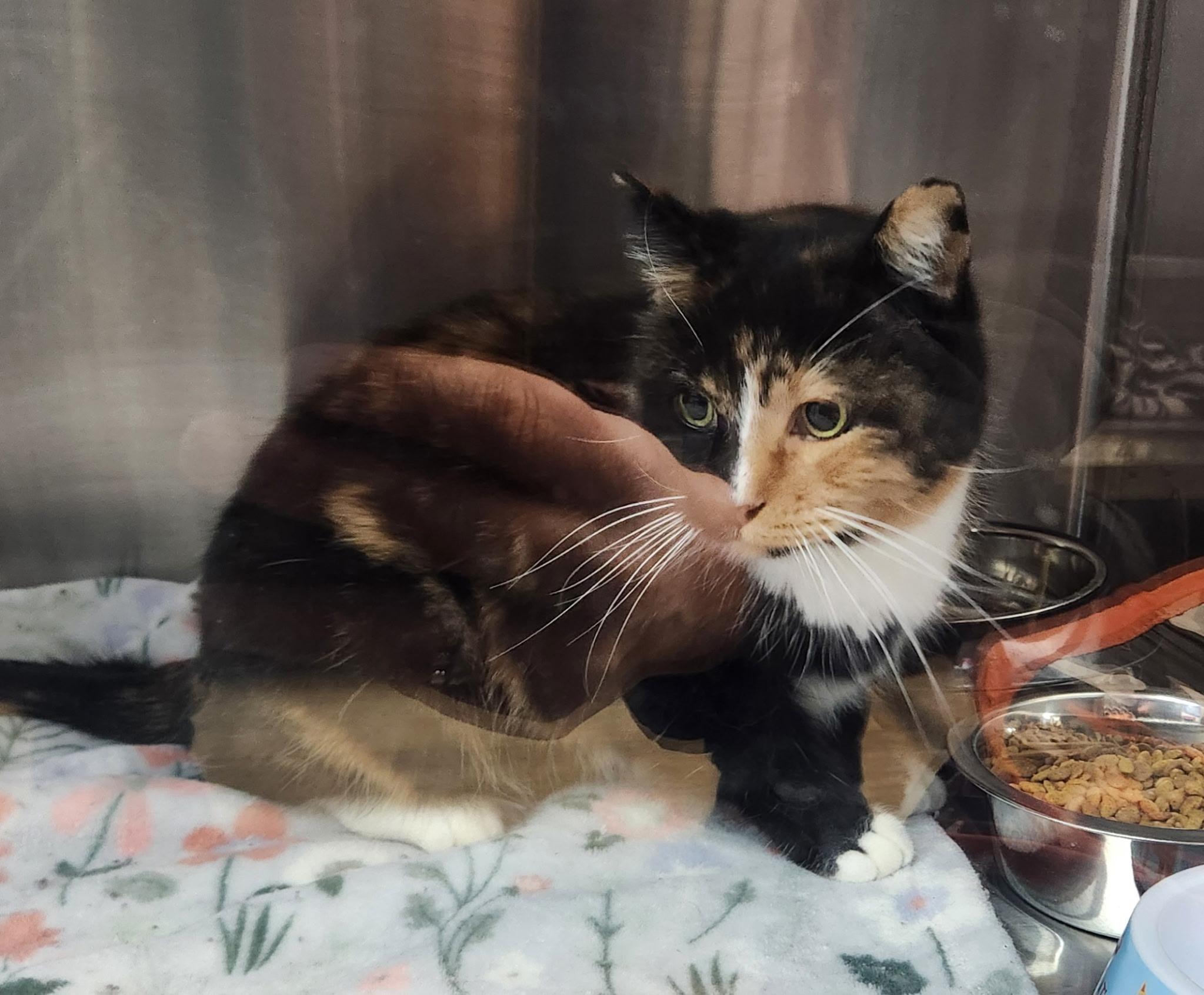 Flour, adoptable, Adult Female Domestic Short Hair.