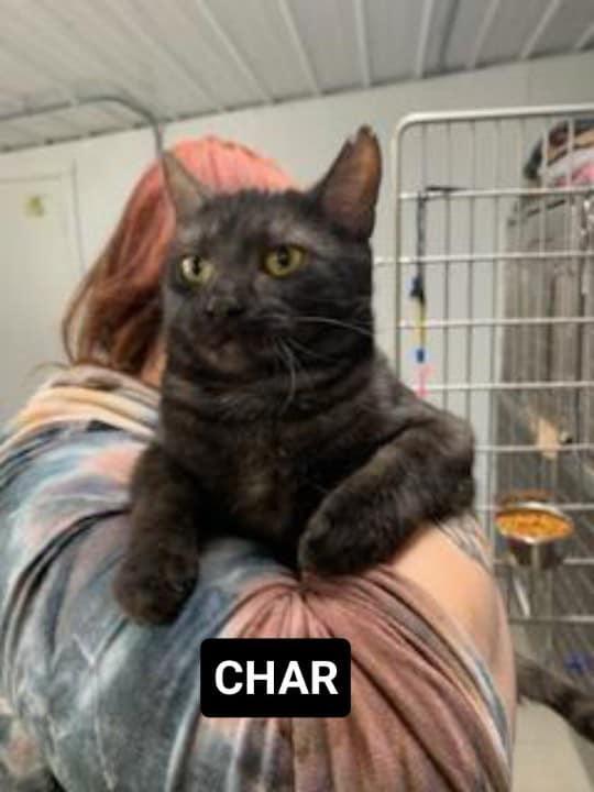 Char, Adoptable, Young Female Domestic Short Hair.
