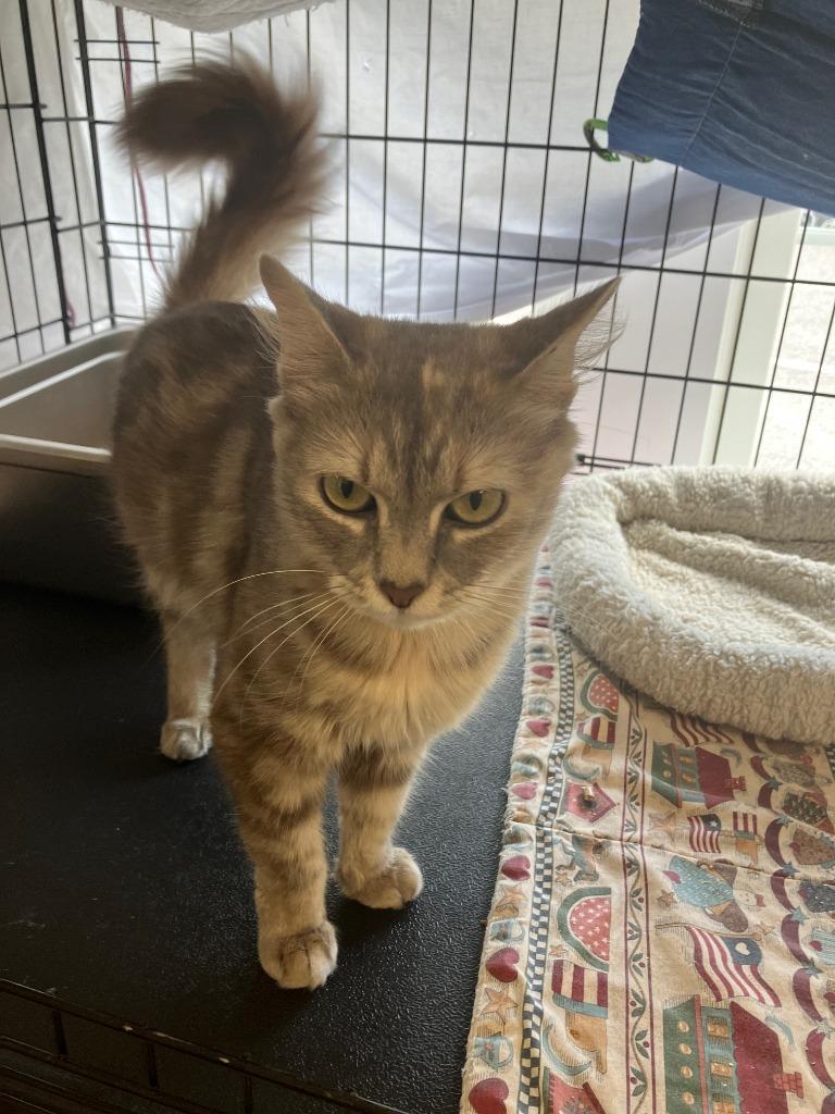 Miss Behavior, Adoptable, Adult Female Domestic Long Hair.