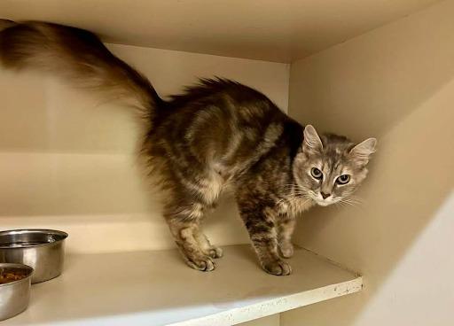 Enlarge Miss Behavior, a Adoptable mixed breed in Lunenburg, MA image 2/2