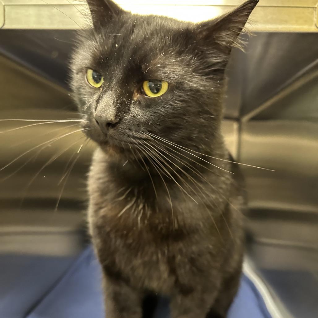 Traffic Cone, Adoptable, Adult Male Domestic Short Hair.