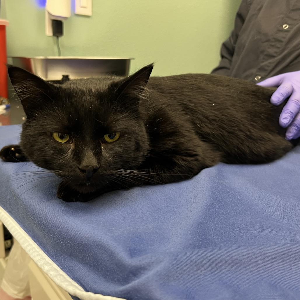 Enlarge Traffic Cone, a Adoptable Domestic Short Hair in Keizer, OR image 2/2