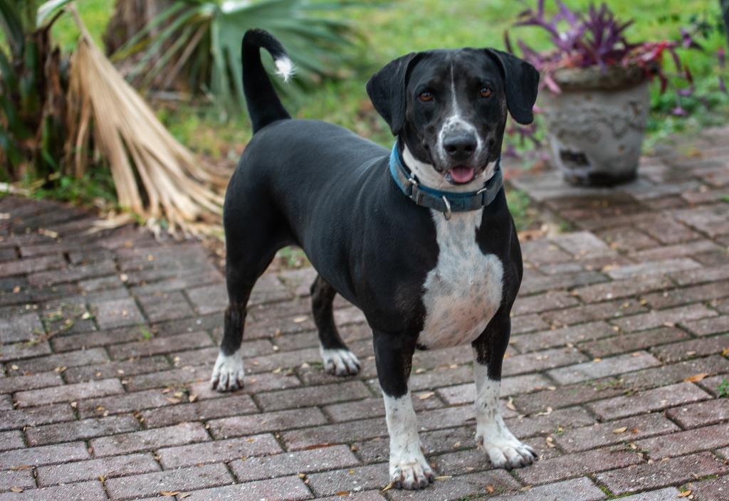 Enlarge Good-Boy, a Adoptable Mixed Breed in Ocala, FL image 2/5