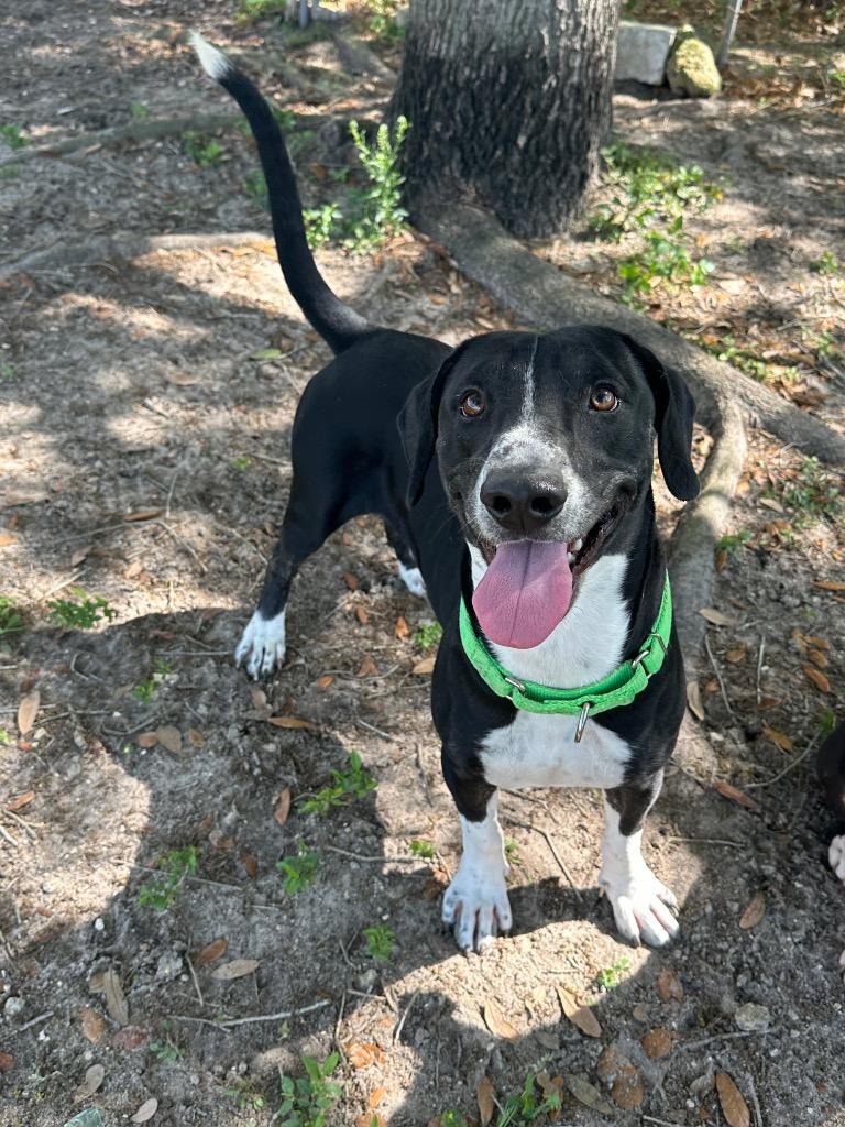 Enlarge Good-Boy, a Adoptable Mixed Breed in Ocala, FL image 3/5