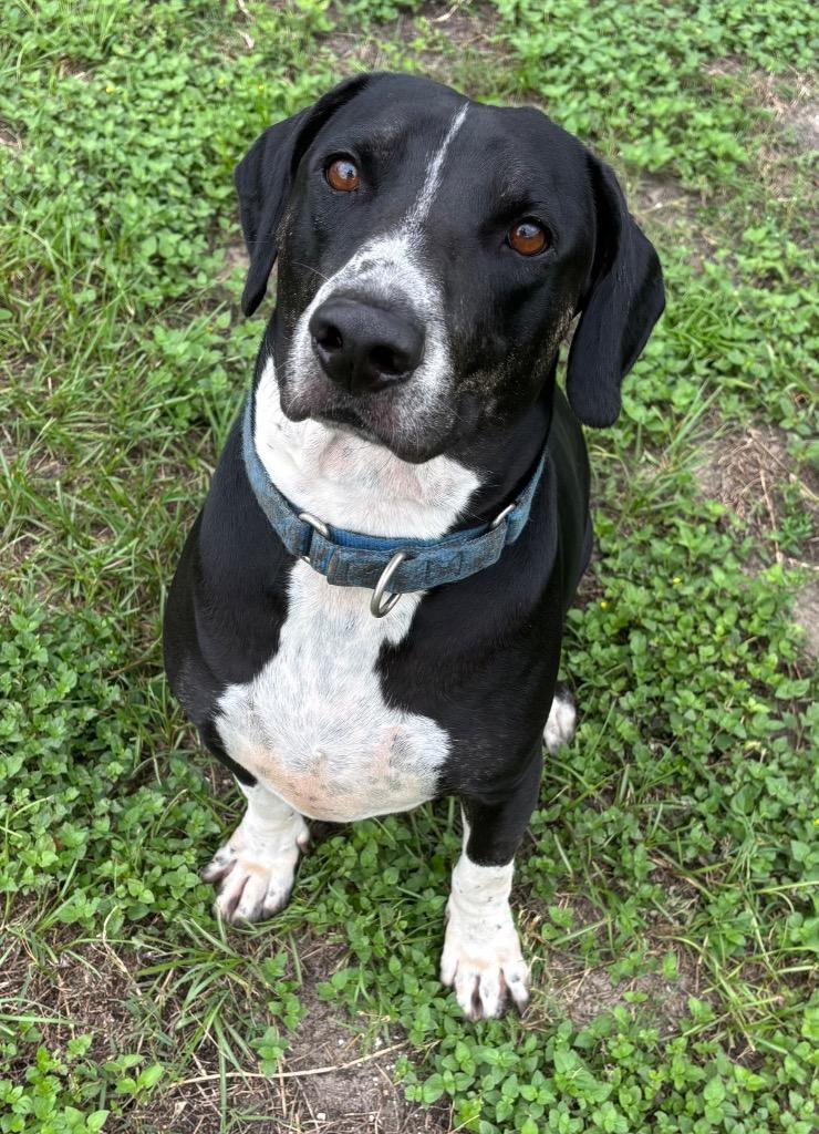 Good-Boy, Adoptable, Adult Male Mixed Breed.