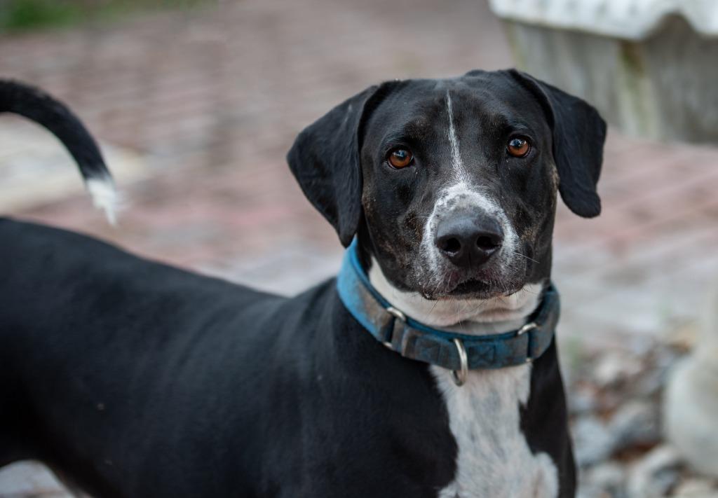 Enlarge Good-Boy, a Adoptable Mixed Breed in Ocala, FL image 4/5