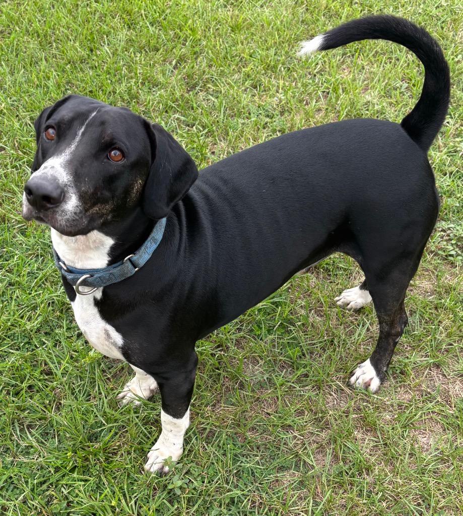 Enlarge Good-Boy, a Adoptable Mixed Breed in Ocala, FL image 3/5