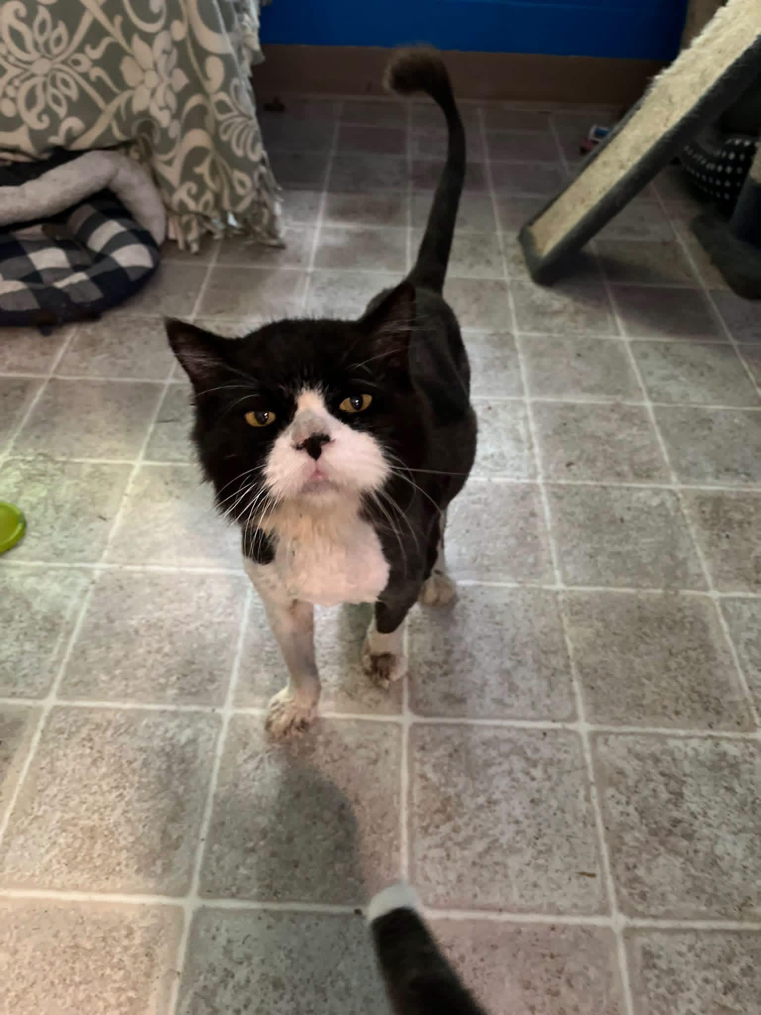 Enlarge Rupert, a Adoptable mixed breed in Salem, WV image 1/1