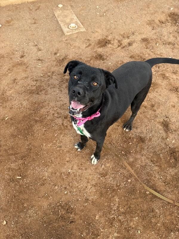 Becky, Adoptable, Adult Female Mixed Breed.