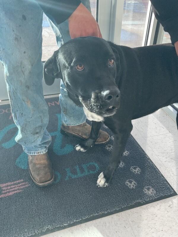 Enlarge Becky, a Adoptable Mixed Breed in Hobbs, NM image 2/3